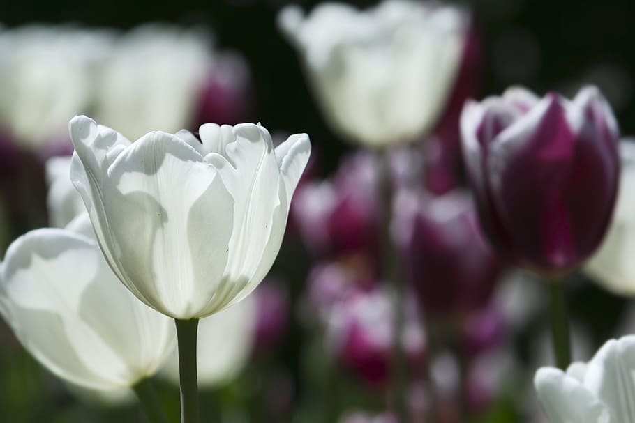 flowers, white, nature, spring, flowering plant, fragility HD wallpaper