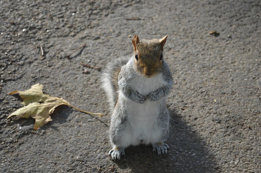 squirrel, grey, hyde park, sciurus, sciurus carolinensis, mammal HD wallpaper
