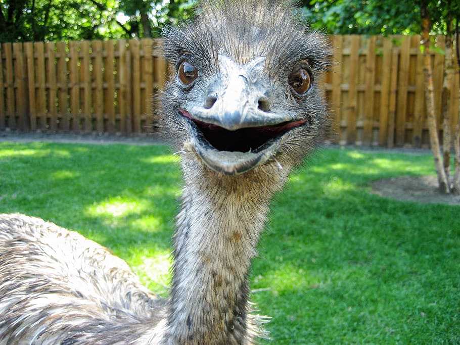 brown ostrich, emu, bird, zoo, flightless, portrait, head, wildlife HD wallpaper