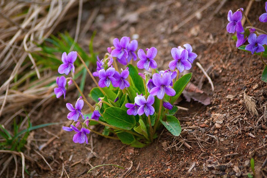 purple field pansy flowers in bloom at daytime, nature, plants HD wallpaper