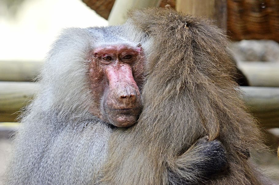 Hamadryas, Baboon, Ape, Animals, primates, old world monkey HD wallpaper