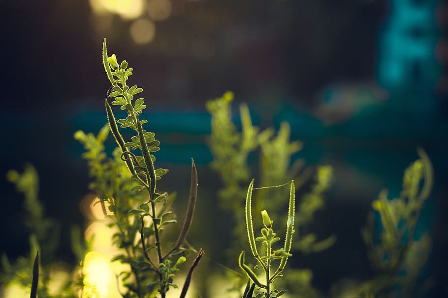 green, plant, leaf, foliage, nature, summer, abstract, freshness HD wallpaper