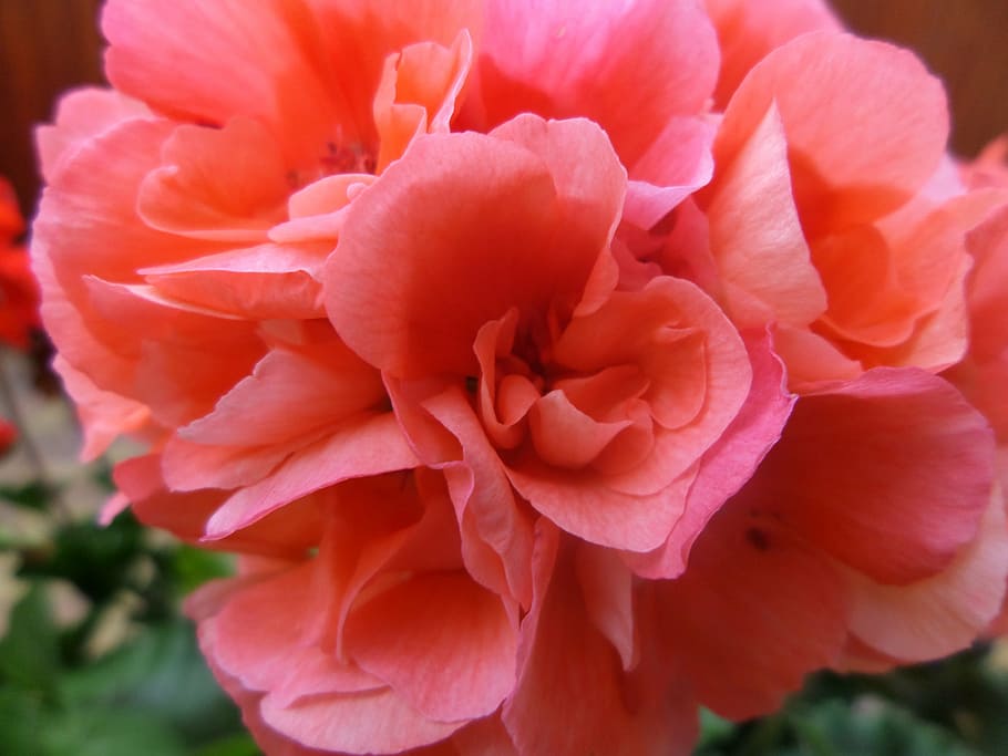 flower, blossom, bloom, red, red flower, plant, nature, flowering plant HD wallpaper