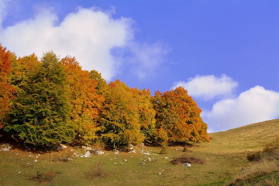 excursion, trees, autumn, trail, mountain, the european path HD wallpaper