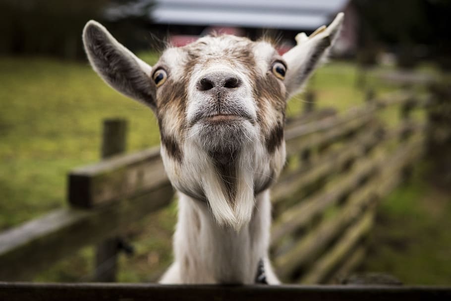 goat, animal, wildlife, forest, woods, snout, hair, animal themes HD wallpaper