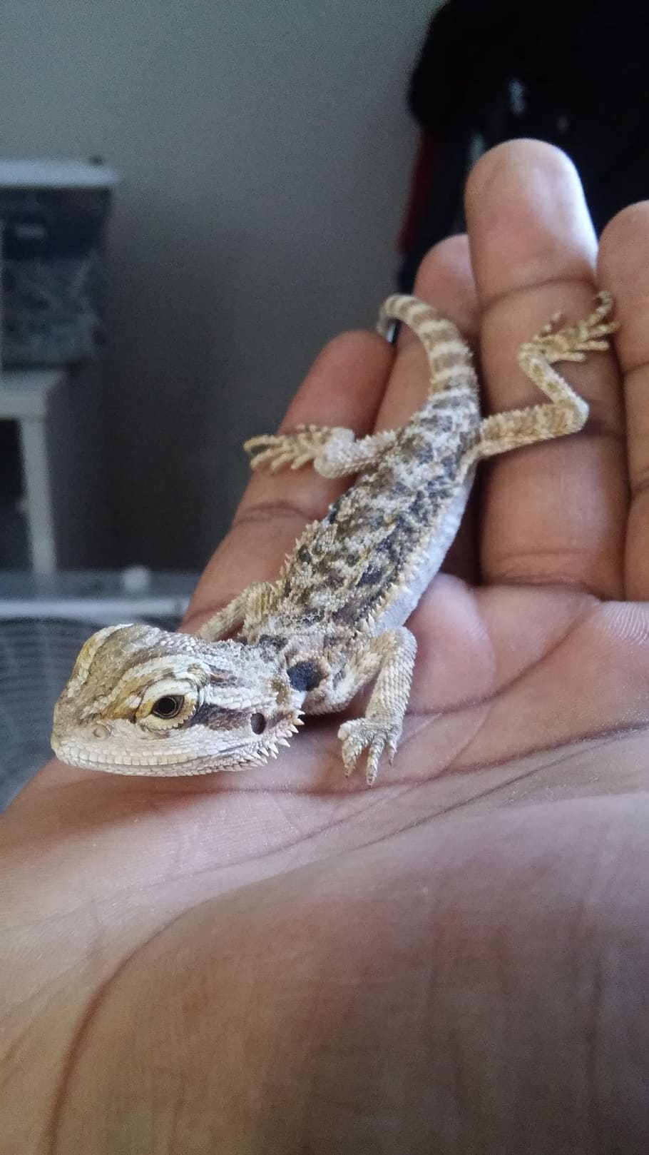 animals, nature, lizard, one animal, hand, human body part HD wallpaper