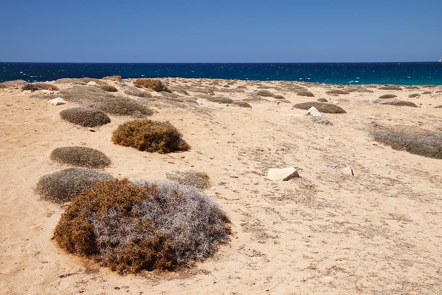 Beach, Coast, Desert, Dry, Grass, landscape, nature, ocean HD wallpaper