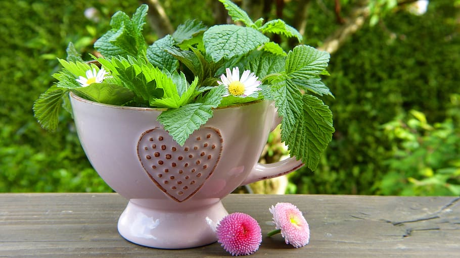 green potted plant, herbs, leaves, flowers, teacup, heart, daisy