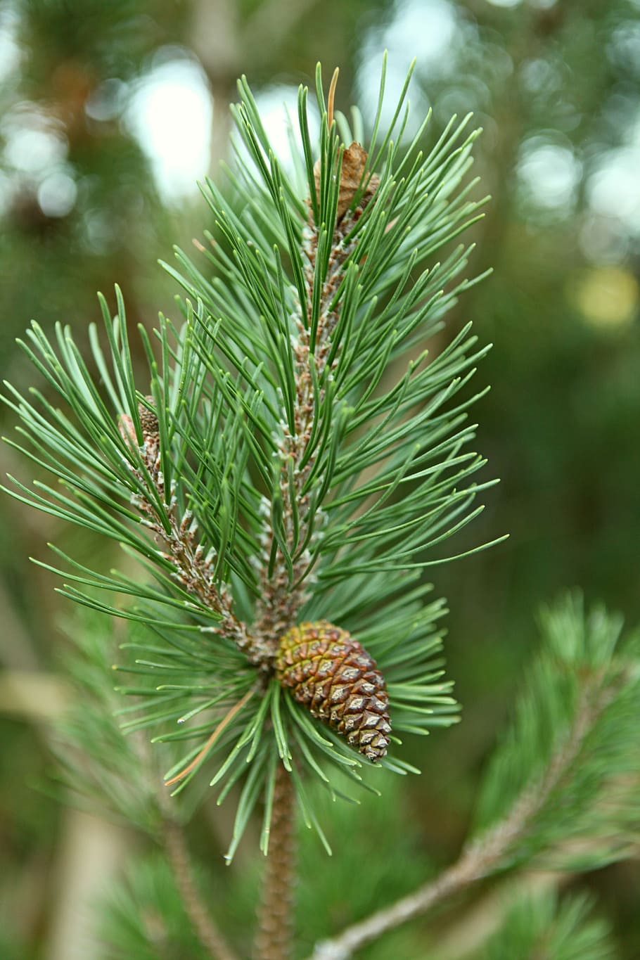 needle, tree, pine, no one, nature, plants evergreen, coniferous HD wallpaper