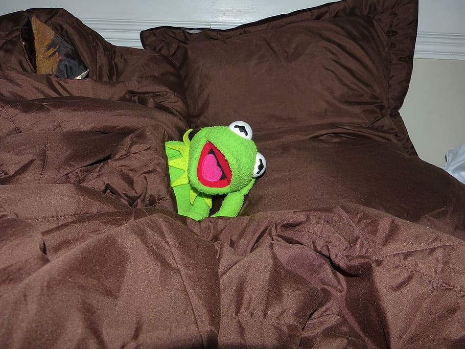 Kermit the frog plush toy, Sleep, Tired, Bed, kermit frog, day HD wallpaper