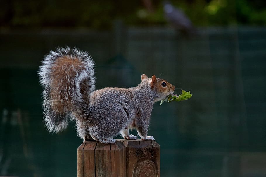 Squirrel, Animal, Rodent, one animal, animal themes, focus on foreground HD wallpaper