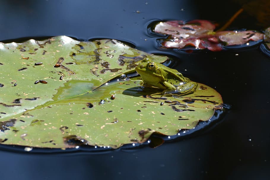 frog, pond, water, green, lily pond, lily pad, nature, high HD wallpaper