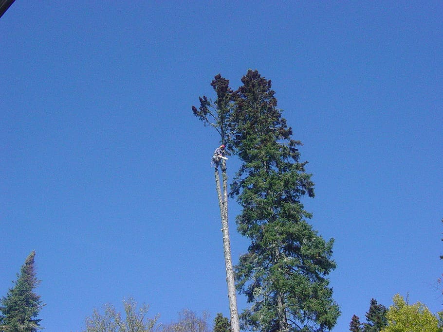 pruner, tree, dangerous, high, climb, saw, nature, blue, sky HD wallpaper