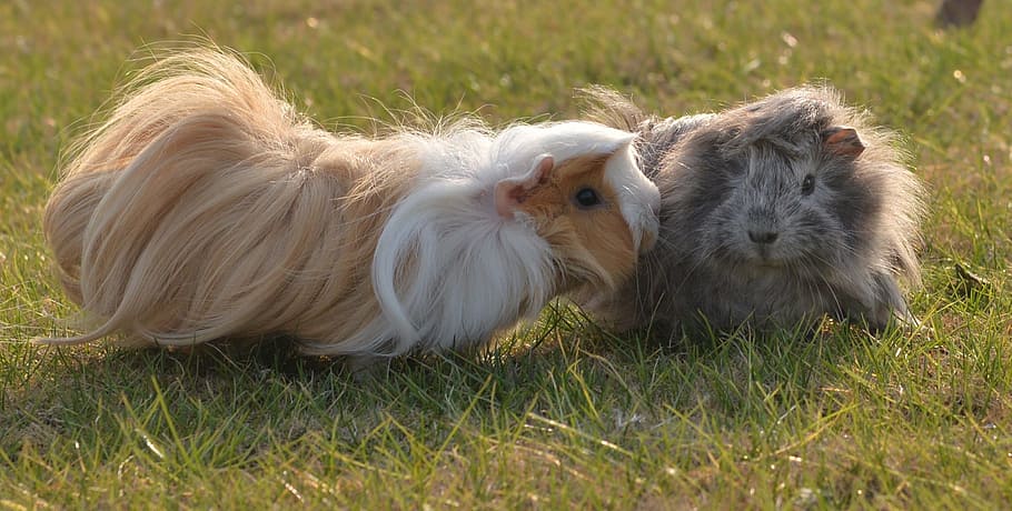 Pet, Mouse, Weekend, animal, pets, mammal, cute, grass, young Animal HD wallpaper