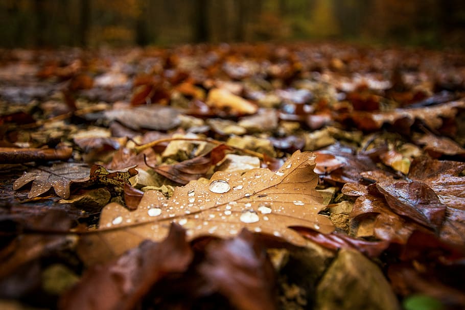 selective focus photography of withered leaves, dried leaves HD wallpaper