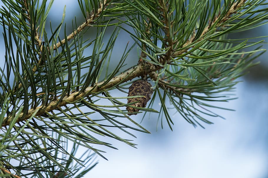 needle, tree, plant, branch, close-up, growth, no people, day HD wallpaper