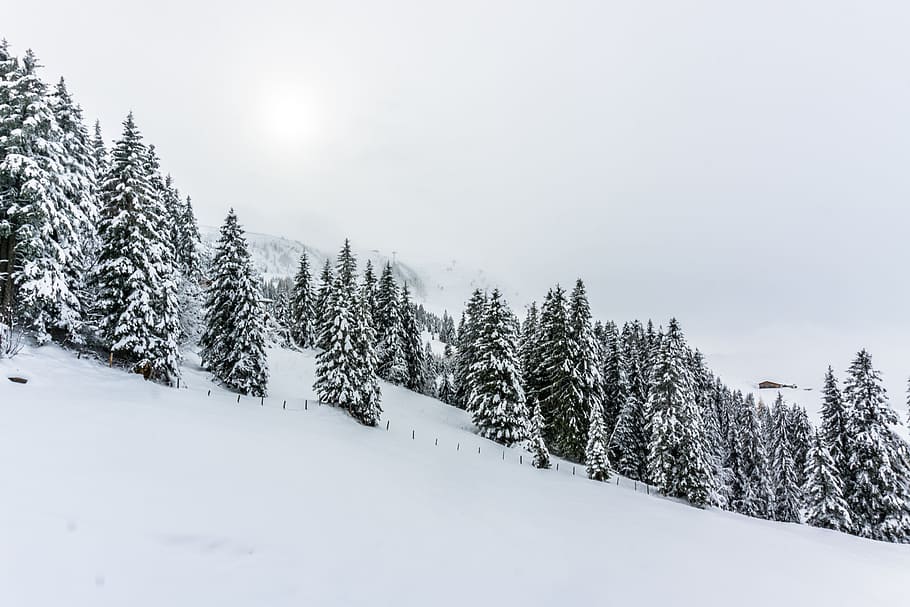 pine trees surrounded by snow, winter, snow-covered, wintry HD wallpaper