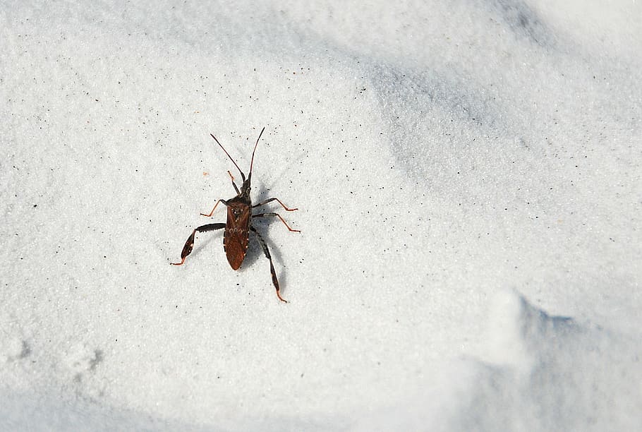 insect, beetle, beach, nature, bug, macro, wildlife, biology HD wallpaper