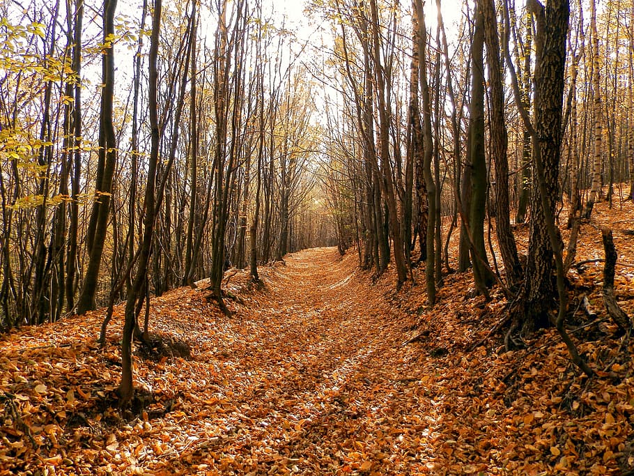 Forest, Leaf, Slovakia, Nature, Autumn, tree, footpath, landscape HD wallpaper