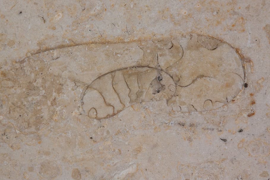 petrification, fossil beast, solnhofen limestone slabs, jura, HD wallpaper