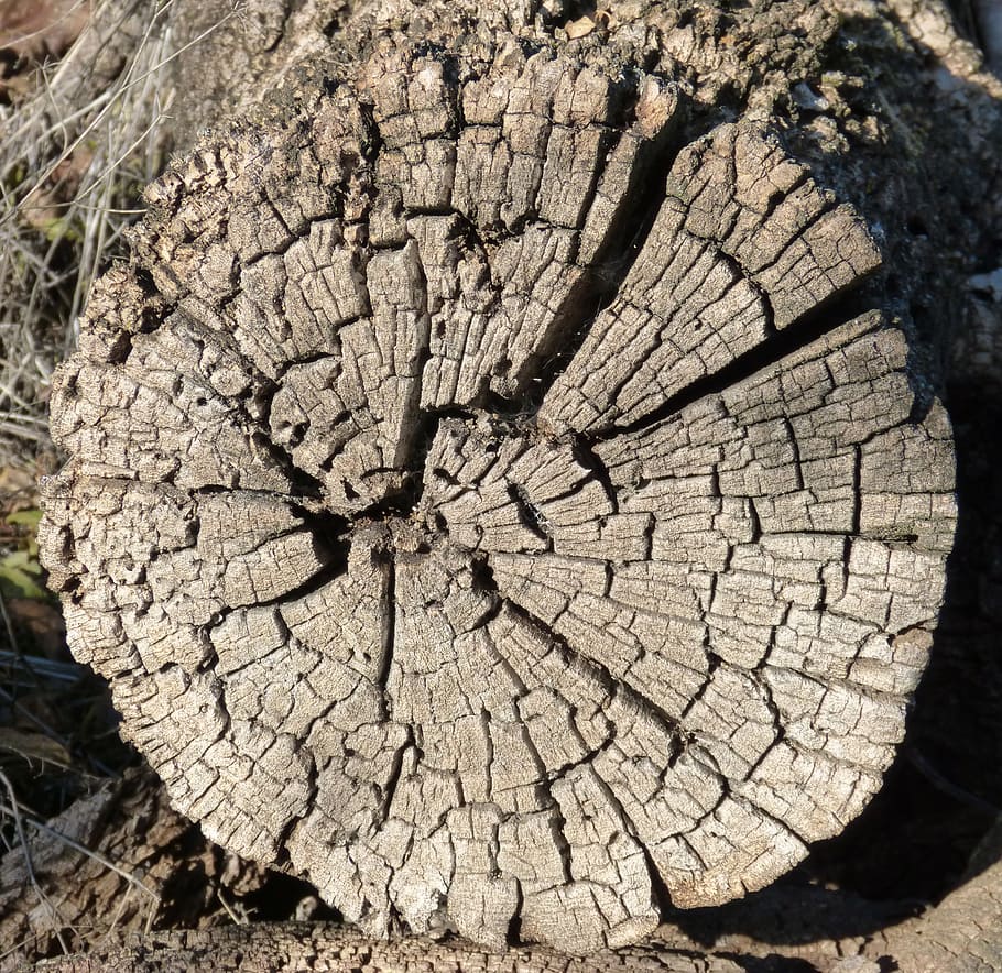 trunk, worn, old, cuartedado, wood, cracked, bark, tree stump HD wallpaper
