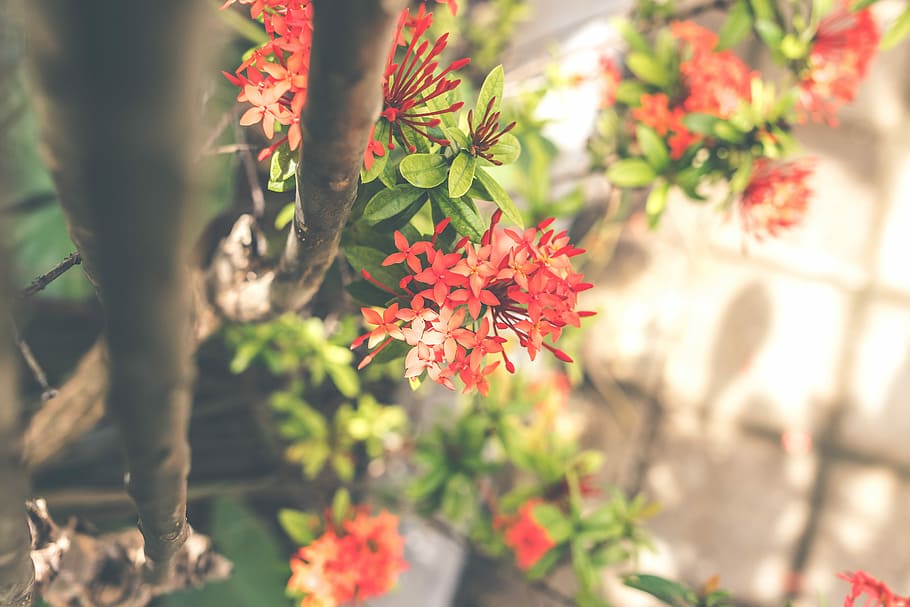Asian flower background. Bali island., red santan flowers, indoor, HD wallpaper