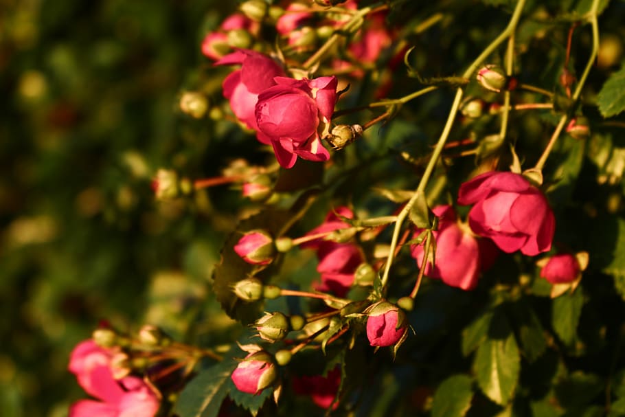Sunset, Rosebush, Red, Rose, Flower, rose flower, plant, nature HD wallpaper