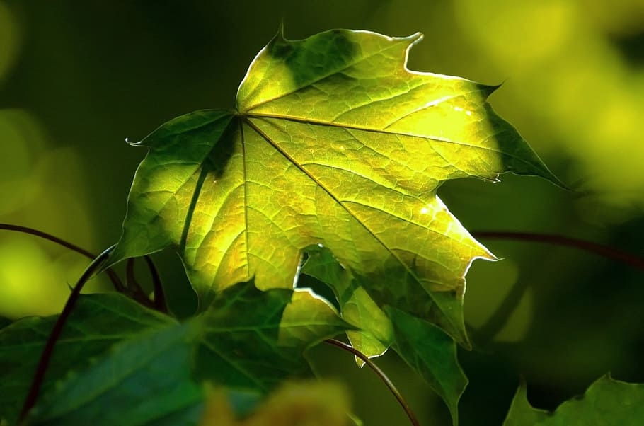 selective focus photo of palmate green leaf, forest, background HD wallpaper