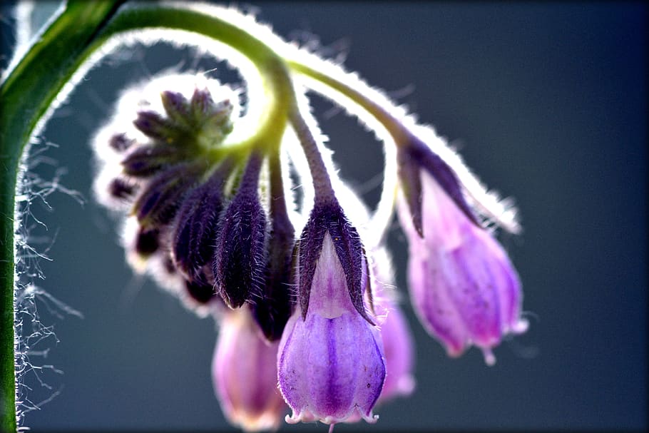 comfrey, flower, spring, violet, purple, flowering plant, freshness HD wallpaper