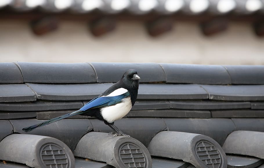 blue, black, and white bird on black roof during daytime, magpie