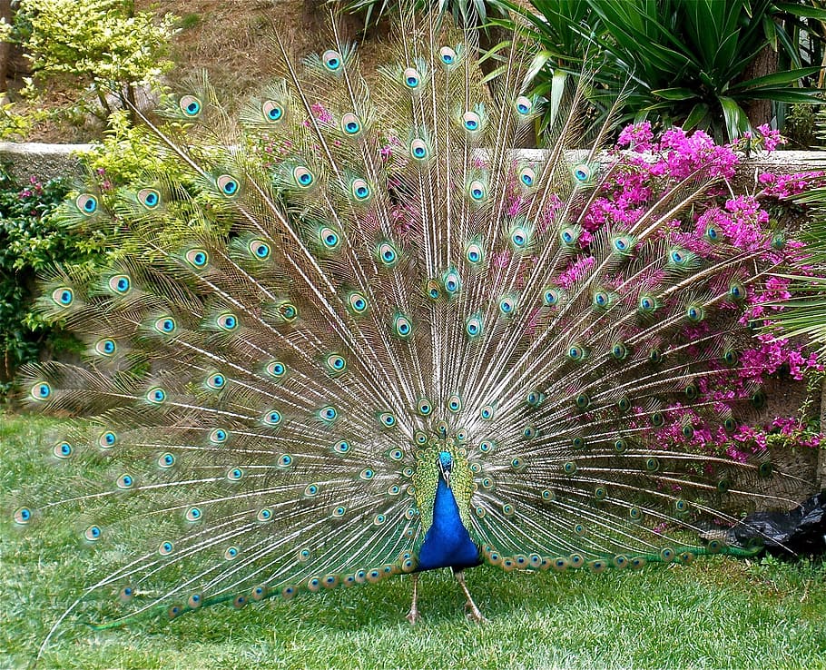 blue and green peacock, plumage, bird, peafowl, fantail, vibrant