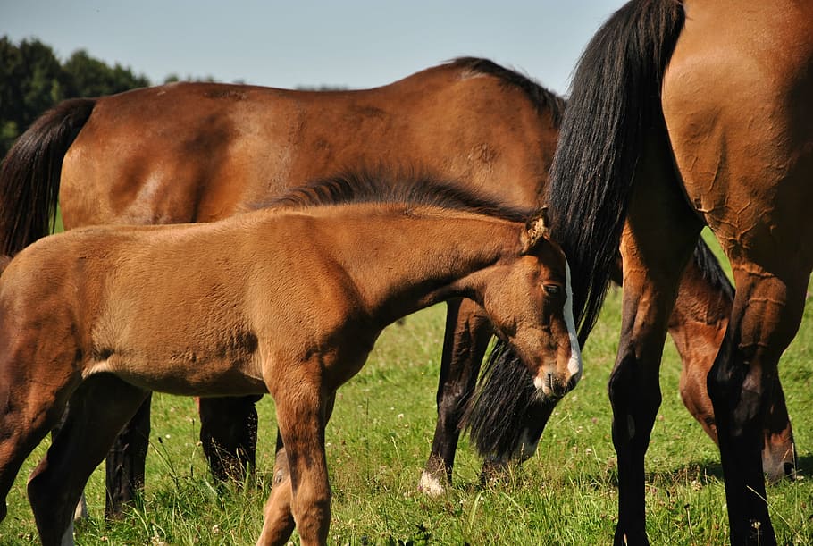 brown horse standing on grass lawn during daytime, prairie HD wallpaper