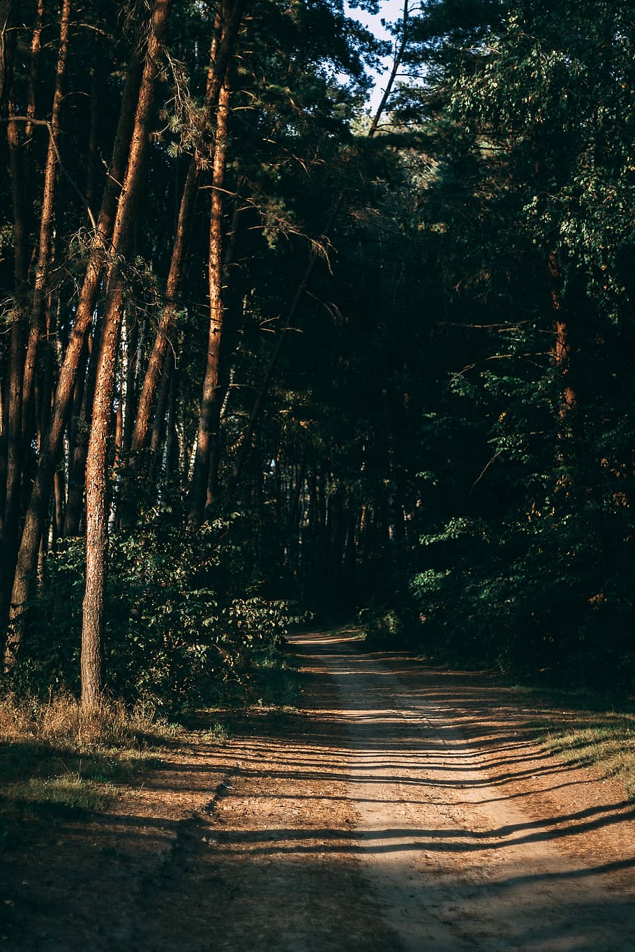 dirt road surrounded by trees during daytme, walkway in the middle of forest HD wallpaper