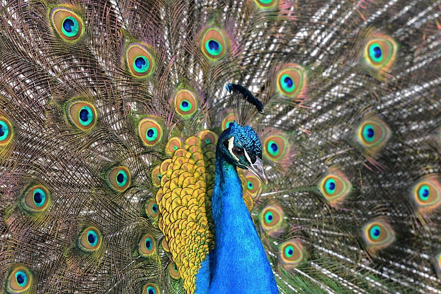 male peafowl, peacock, crowns, feathers, colors, blue, detail HD wallpaper