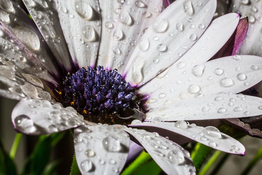 micro photography of white daisy flower with water dew, osteospermum ecklonis HD wallpaper