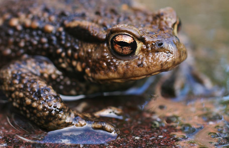 animal, close-up, frog, macro, toad, animals in the wild, one animal HD wallpaper