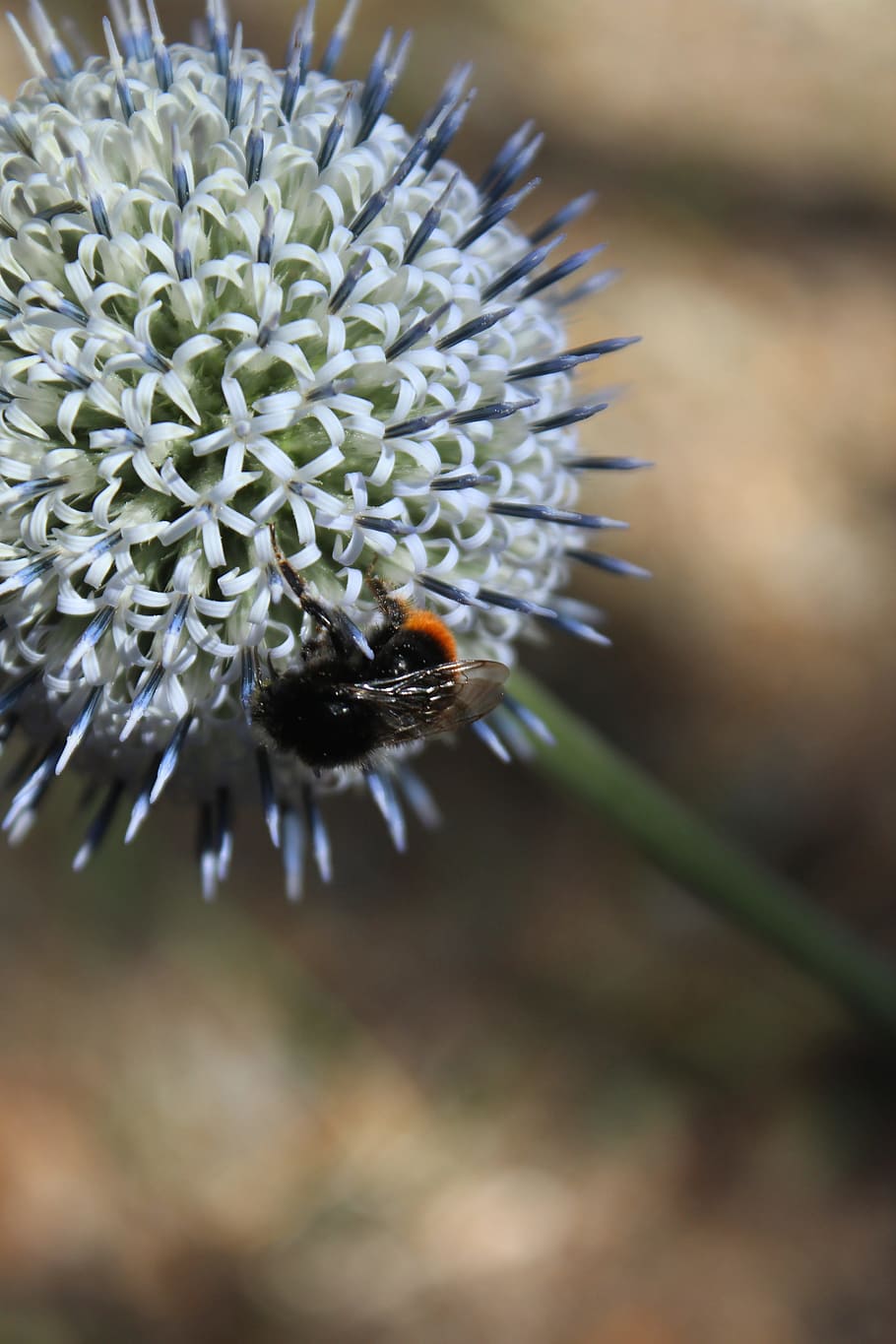 Flower, Animal, Bee, Macro, Nature, spring, flying bee, plant HD wallpaper