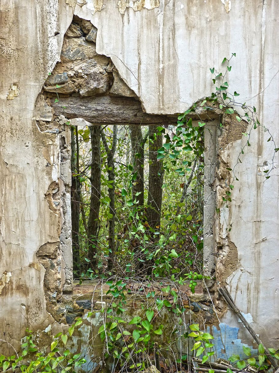 window, ruin, abandoned vegetation, vines, abandonment, house abandoned HD wallpaper