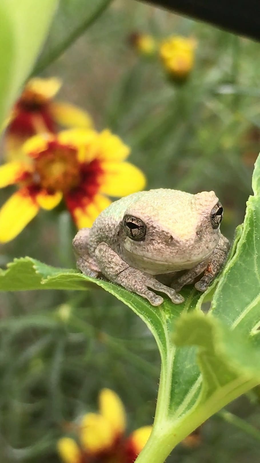 frog, toad, flower, plant, green, yellow, spring, summer, animal HD wallpaper
