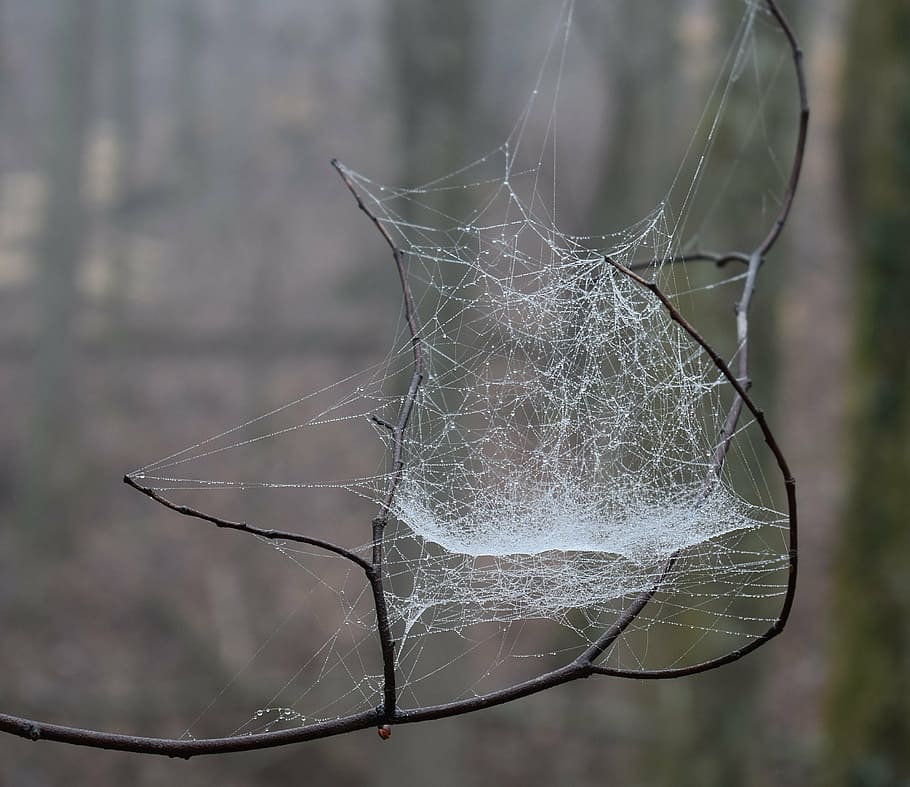 web on branch, spiderweb with raindrops, nature, tree, plant HD wallpaper