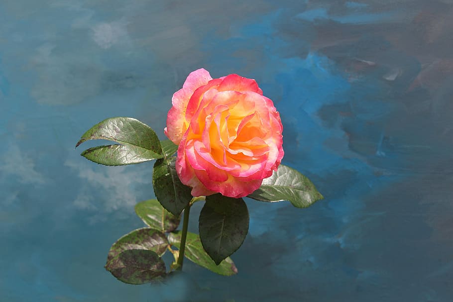 rose, flower, flora, blossom, bloom, pink, nature, rose blooms HD wallpaper