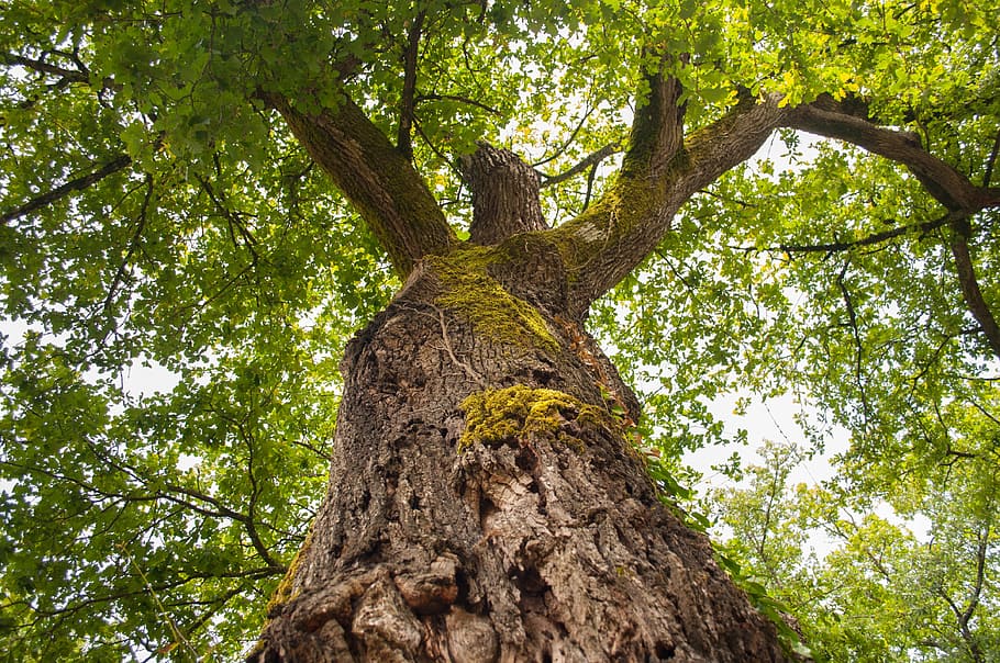 Tree, Trunk, Nature, Leaves, Bark, forest, wood, green, branch HD wallpaper