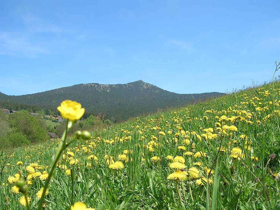 flower meadow, summer, grass, bloom, mountain, nature, yellow HD wallpaper