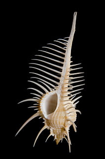 white seashell with spikes, snail, murex pecten, close, snail shell HD wallpaper