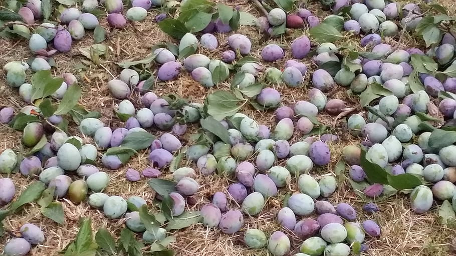 plums, harvest, ripe, day, no people, nature, growth, beauty in nature HD wallpaper