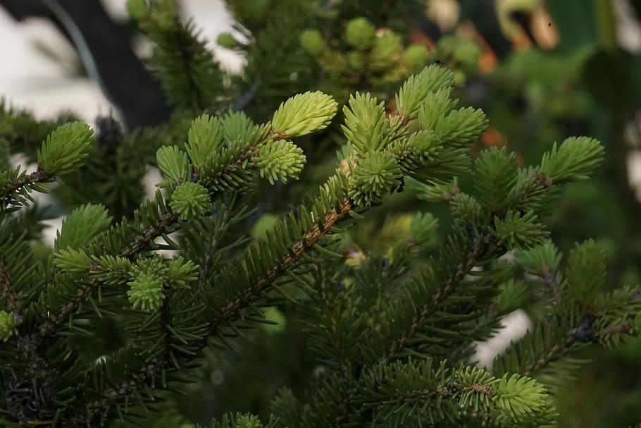 pine, forest, needles, conifer, branch, green, nature, plant HD wallpaper