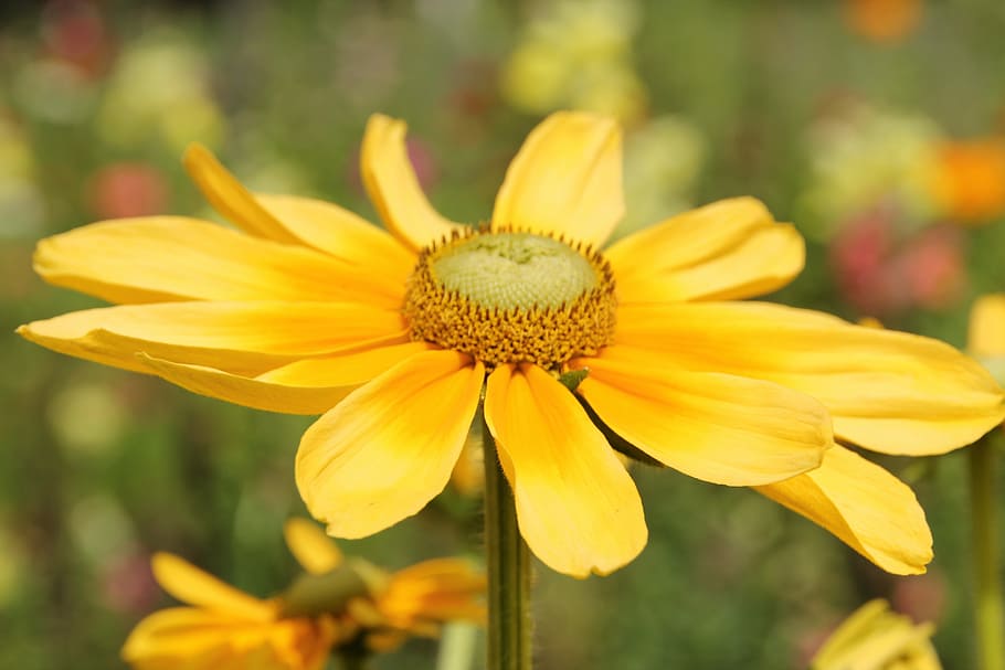 selective focus photography of yellow petaled flower, blossom HD wallpaper