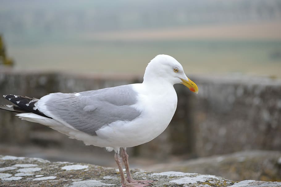 Seagull, Ave, Bird, Animals, Nature, birds, one animal, animals in the wild HD wallpaper