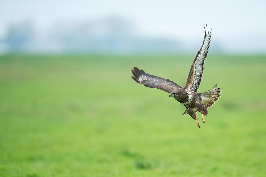 focus photography of bird flying above the grass field, brown hawk flying on air during daytime shallow focus photography HD wallpaper