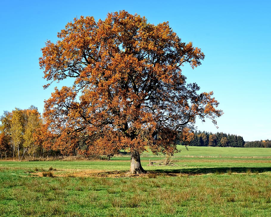 tree, individually, autumn, leaves, sky, landscape, mood, autumn colours HD wallpaper